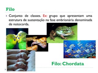Filo
 Conjunto de classes. Ex: grupo que apresentam uma
estrutura de sustentação na fase embrionária denominada
de notocorda.
Filo: Chordata
 