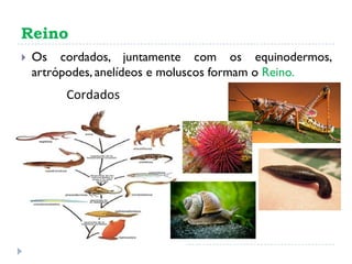 Reino
 Os cordados, juntamente com os equinodermos,
artrópodes, anelídeos e moluscos formam o Reino.
 