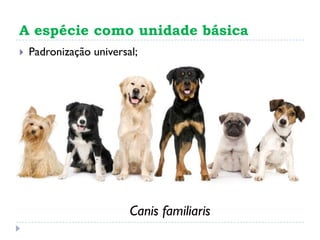 A espécie como unidade básica
 Padronização universal;
Canis familiaris
 