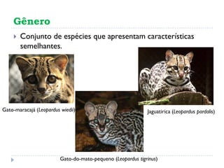 Gênero
 Conjunto de espécies que apresentam características
semelhantes.
Gato-maracajá (Leopardus wiedii)
Gato-do-mato-pequeno (Leopardus tigrinus)
Jaguatirica (Leopardus pardalis)
 