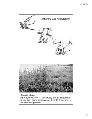 3/22/2012




                    Destrompe dos reprodutores




Características:
perene; estolonífera, rizomatosa; fácil p/ estabelecer
e dominar; bom crescimento durante todo ano e
resistente ao pisoteio.




                                                               10
 