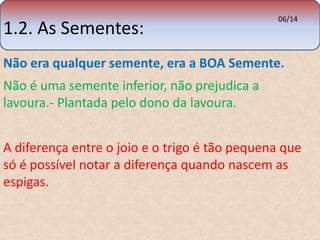 1.2. As Sementes: 
06/14 
Não era qualquer semente, era a BOA Semente. 
Não é uma semente inferior, não prejudica a 
lavoura.- Plantada pelo dono da lavoura. 
A diferença entre o joio e o trigo é tão pequena que 
só é possível notar a diferença quando nascem as 
espigas. 
 