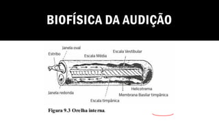 BIOFÍSICA DA AUDIÇÃO
 