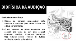 BIOFÍSICA DA AUDIÇÃO
Orelha Interna - Cóclea
→ Cóclea ou caracol, responsável pela
audição e inervada pelo ramo coclear do
oitavo par craniano;
→ É um sistema de tubos enrolados em
espiral, em torno de um eixo central
chamado modíolo. Podem-se identificar
três rampas nesse conjunto de tubos:
vestibular, média e timpânica;
 