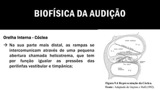 BIOFÍSICA DA AUDIÇÃO
Orelha Interna - Cóclea
→ Na sua parte mais distal, as rampas se
intercomunicam através de uma pequena
abertura chamada helicotrema, que tem
por função igualar as pressões das
perilinfas vestibular e timpânica;
 