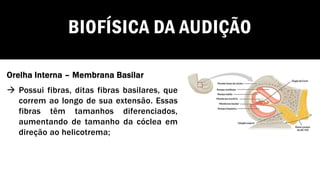 BIOFÍSICA DA AUDIÇÃO
Orelha Interna – Membrana Basilar
→ Possui fibras, ditas fibras basilares, que
correm ao longo de sua extensão. Essas
fibras têm tamanhos diferenciados,
aumentando de tamanho da cóclea em
direção ao helicotrema;
 