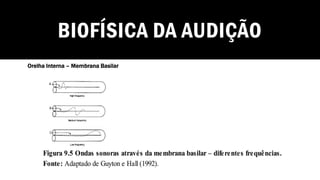 BIOFÍSICA DA AUDIÇÃO
Orelha Interna – Membrana Basilar
 