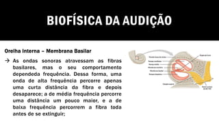 BIOFÍSICA DA AUDIÇÃO
Orelha Interna – Membrana Basilar
→ As ondas sonoras atravessam as fibras
basilares, mas o seu comportamento
dependeda frequência. Dessa forma, uma
onda de alta frequência percorre apenas
uma curta distância da fibra e depois
desaparece; a de média frequência percorre
uma distância um pouco maior, e a de
baixa frequência percorrem a fibra toda
antes de se extinguir;
 