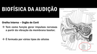 BIOFÍSICA DA AUDIÇÃO
Orelha Interna – Orgão de Corti
→ Tem como função gerar impulsos nervosos
a partir da vibração da membrana basilar;
→ É formada por vários tipos de células
 
