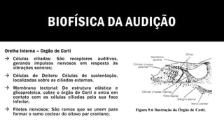 BIOFÍSICA DA AUDIÇÃO
Orelha Interna – Orgão de Corti
→ Células ciliadas: São receptores auditivos,
gerando impulsos nervosos em resposta às
vibrações sonoras;
→ Células de Deiters: Células de sustentação,
localizadas sobre as ciliadas externas.
→ Membrana tectorial: De estrutura elástica e
glicoproteica, cobre o órgão de Corti e entra em
contato com as células ciliadas pela sua face
inferior;
→ Filetes nervosos: São ramos que se unem para
formar o ramo coclear do oitavo par craniano;
 