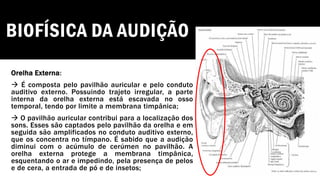 BIOFÍSICA DA AUDIÇÃO
Orelha Externa:
→ É composta pelo pavilhão auricular e pelo conduto
auditivo externo. Possuindo trajeto irregular, a parte
interna da orelha externa está escavada no osso
temporal, tendo por limite a membrana timpânica;
→ O pavilhão auricular contribui para a localização dos
sons. Esses são captados pelo pavilhão da orelha e em
seguida são amplificados no conduto auditivo externo,
que os concentra no tímpano. É sabido que a audição
diminui com o acúmulo de cerúmen no pavilhão. A
orelha externa protege a membrana timpânica,
esquentando o ar e impedindo, pela presença de pelos
e de cera, a entrada de pó e de insetos;
 