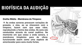 BIOFÍSICA DA AUDIÇÃO
Orelha Média - Membrana do Tímpano:
→ As ondas sonoras provocam variações de
pressão, e elas, ao se chocarem com o
tímpano, fazem com que esse vibre,
reproduzindo a forma das ondas. Os sons são
conduzidos através do canal auditivo. No
momento em que cessa a onda sonora, a
membrana timpânica para de vibrar,
funcionando assim como uma espécie de
amortecedor para sons muito fortes;
 