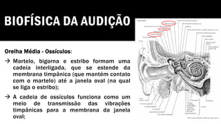 BIOFÍSICA DA AUDIÇÃO
Orelha Média - Ossículos:
→ Martelo, bigorna e estribo formam uma
cadeia interligada, que se estende da
membrana timpânica (que mantém contato
com o martelo) até a janela oval (na qual
se liga o estribo);
→ A cadeia de ossículos funciona como um
meio de transmissão das vibrações
timpânicas para a membrana da janela
oval;
 