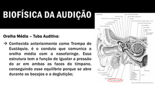 BIOFÍSICA DA AUDIÇÃO
Orelha Média – Tuba Auditiva:
→ Conhecida anteriormente como Trompa de
Eustáquio, é o conduto que comunica a
orelha média com a nasofaringe. Essa
estrutura tem a função de igualar a pressão
do ar em ambas as faces do tímpano,
conseguindo esse equilíbrio porque se abre
durante os bocejos e a deglutição;
 