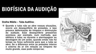 BIOFÍSICA DA AUDIÇÃO
Orelha Média – Tuba Auditiva:
→ Quando a tuba não se abre nessas situações,
ocorre um desequilíbrio de pressões, e isso
provoca deformação do tímpano e diminuição
da audição. Esse desequilíbrio pressórico
acontece, por exemplo, num resfriado, que
oblitera a tuba; ou durante a aterrissagem ou
decolagem de um avião, quando então não há
tempo ou força suficiente para que a tuba se
abra. Se a diferença entre as pressões interna
e externa do ar em relação ao tímpano for
muito grande, esse pode romper-se;
 