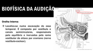 BIOFÍSICA DA AUDIÇÃO
Orelha Interna:
→ Localiza-se numa escavação do osso
temporal. É composta por vestíbulo e
canais semicirculares, responsáveis
pelo equilíbrio e inervados pelo ramo
vestibular do oitavo par craniano (nervo
vestíbulo-coclear);
 