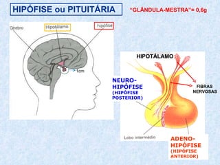 HIPÓFISE ou PITUITÁRIA “ GLÂNDULA-MESTRA”= 0,6g 1cm NEURO-HIPÓFISE (HIPÓFISE POSTERIOR) ADENO-HIPÓFISE (HIPÓFISE ANTERIOR) HIPOTÁLAMO FIBRAS  NERVOSAS 