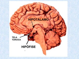 HIPOTÁLAMO HIPÓFISE Quiasma Óptico TELA  TÚRCICA 