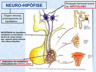 NEURO-HIPÓFISE Produção hormonal ocorre  no   HIPOTÁLAMO NEURÔNIOS do hipotálamo sintetizam os hormônios dentro do corpo celular  que  descem pelos axônios até a Neuro-Hipófise. Origem nervosa, prolongamento do  hipotálamo. ARMAZENA OS HORMÔNIOS  PRODUZIDOS NO  HIPOTÁLAMO !! 
