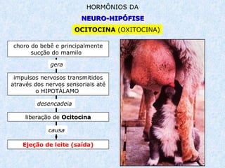 NEURO- HIPÓFISE HORMÔNIOS DA OCITOCINA  (OXITOCINA) choro do bebê e principalmente sucção do mamilo   impulsos nervosos transmitidos através dos nervos sensoriais até o HIPOTÁLAMO   liberação de  Ocitocina desencadeia causa Ejeção de leite (saída) gera 