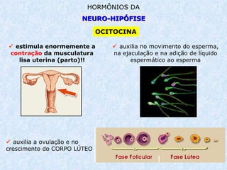 NEURO- HIPÓFISE HORMÔNIOS DA OCITOCINA    estimula enormemente a  contração  da musculatura lisa uterina (parto)!!    auxilia no movimento do esperma, na ejaculação e na adição de líquido espermático ao esperma    auxilia a ovulação e no crescimento do CORPO LÚTEO 