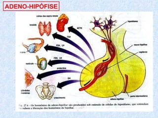 ADENO-HIPÓFISE 