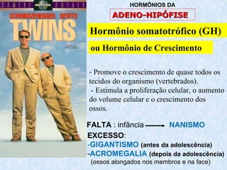 ou Hormônio de Crescimento ADENO- HIPÓFISE HORMÔNIOS DA  Promove o crescimento de quase todos os tecidos do organismo (vertebrados).  - Estimula a proliferação celular, o aumento do volume celular e o crescimento dos ossos. Hormônio somatotrófico (GH)   FALTA  : infância  NANISMO EXCESSO :  - GIGANTISMO  (antes da adolescência)   - ACROMEGALIA   (depois da adolescência)   (ossos alongados nos membros e na face) 