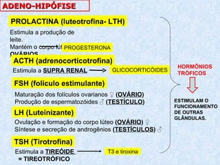 Estimula a produção de leite. Mantém o corpo lúteo. OVÁRIOS PROLACTINA (luteotrofina- LTH) TSH (Tirotrofina) FSH (folículo estimulante) LH (Luteinizante) Estimula a  SUPRA RENAL Maturação dos folículos ovarianos  ♀ ( OVÁRIO ) Produção de espermatozóides  ♂ ( TESTÍCULO ) Ovulação e formação do corpo lúteo  ( OVÁRIO )  ♀ Síntese e secreção de androgênios  ( TESTÍCULOS )  ♂ Estimula a  TIREÓIDE  = TIREOTRÓFICO ADENO- HIPÓFISE ACTH (adrenocorticotrofina) GLICOCORTICÓIDES PROGESTERONA T3 e tiroxina HORMÔNIOS TRÓFICOS  ESTIMULAM O  FUNCIONAMENTO DE OUTRAS GLÂNDULAS. 