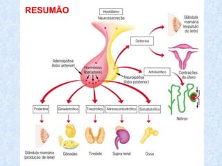 RESUMÃO 