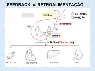 Hipófise FEEDBACK  ou  RETROALIMENTAÇÃO +  ESTÍMULO INIBIÇÃO _ Hipófise + _ (tirotrofina) Tiróide ( T3 e tiroxina ) Tiróide 