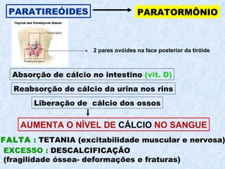 PARATIREÓIDES PARATORMÔNIO Absorção de cálcio no intestino  (vit. D) Reabsorção de cálcio da urina nos rins FALTA  :  TETANIA (excitabilidade muscular e nervosa)  EXCESSO :  DESCALCIFICAÇÃO  (fragilidade óssea- deformações e fraturas) 2 pares ovóides na face posterior da tiróide AUMENTA O NÍVEL DE  CÁLCIO  NO SANGUE Liberação de  cálcio dos ossos 