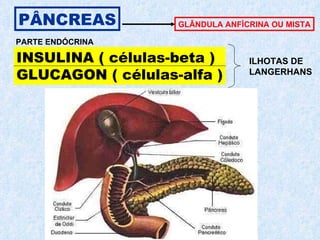 PÂNCREAS INSULINA ( células-beta )  GLUCAGON ( células-alfa ) GLÂNDULA ANFÌCRINA OU MISTA ILHOTAS DE  LANGERHANS PARTE ENDÓCRINA 