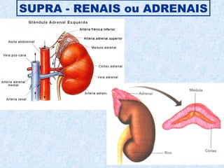 SUPRA - RENAIS ou ADRENAIS 
