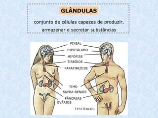 GLÂNDULAS conjunto de células capazes de produzir, armazenar e secretar substâncias PINEAL HIPOTÁLAMO HIPÓFISE TIREÓIDE TIMO PARATIREÓIDE OVÁRIOS TESTÍCULOS PÂNCREAS SUPRA-RENAIS 