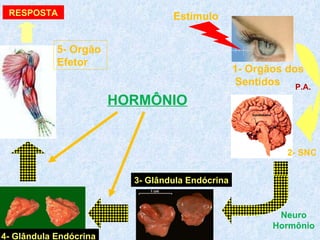 P.A.                                                                                                          4- Glândula Endócrina 5- Orgão  Efetor RESPOSTA HORMÔNIO Neuro Hormônio 1- Orgãos dos Sentidos 2- SNC Estímulo 3- Glândula Endócrina 