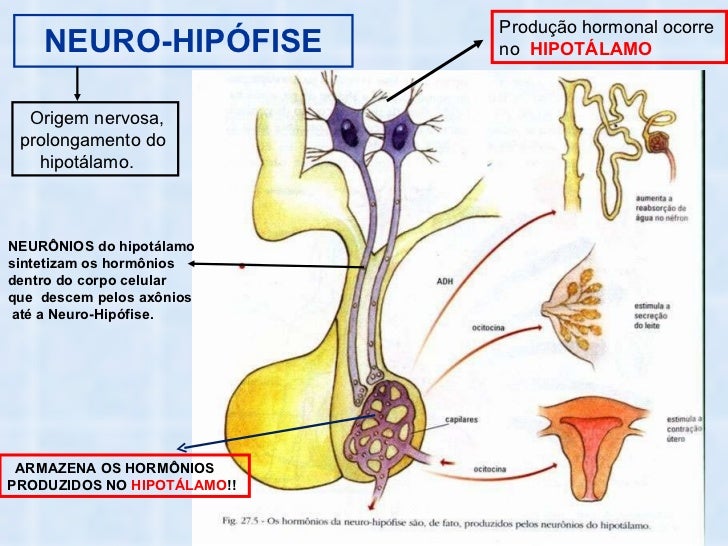 Neuro-Hipófise: Estrutura, Funções E Doenças Associadas – PDKUS