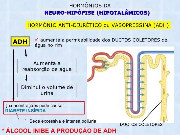 Aula 10 endocrino