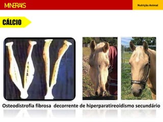 Nutrição Animal
CÁLCIO
MINERAIS
Osteodistrofia fibrosa decorrente de hiperparatireoidismo secundário
 