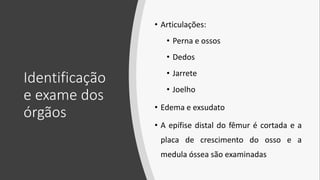 Identificação
e exame dos
órgãos
• Articulações:
• Perna e ossos
• Dedos
• Jarrete
• Joelho
• Edema e exsudato
• A epífise distal do fêmur é cortada e a
placa de crescimento do osso e a
medula óssea são examinadas
 