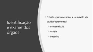 Identificação
e exame dos
órgãos
• O trato gastrointestinal é removido da
cavidade peritoneal
• Proventrículo
• Moela
• Intestino
 