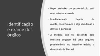 Identificação
e exame dos
órgãos
• Baço: embaixo do proventrículo está
uma estrutura ovoide
• Imediatamente depois da
moela, encontramos a alça duodenal, e
dentro, o pâncreas
• A medida que vai descendo pelo
intestino delgado, há uma pequena
proeminência no intestino médio, o
divertículo de Meckel
 