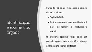 Identificação
e exame dos
órgãos
• Bursa de Fabricius – fica sobre a parede
dorsal da cloaca
• Órgão linfóide
• Está presente em aves saudáveis até
elas alcançarem a maturidade
sexual
• O intestino (porção retal) pode ser
cortado após o exame da BF e deixado
de lado para exame posterior
 