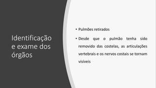 Identificação
e exame dos
órgãos
• Pulmões retirados
• Desde que o pulmão tenha sido
removido das costelas, as articulações
vertebrais e os nervos costais se tornam
visíveis
 