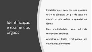 Identificação
e exame dos
órgãos
• Imediatamente posterior aos pulmões
estão as gônadas: um par de testis no
macho, e um ovário (esquerdo) na
fêmea
• Rins multilobulados com adrenais
triangulares amarelas
• Amostras de tecido renal podem ser
obtidas neste momento
 