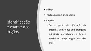Identificação
e exame dos
órgãos
• Esôfago
• Fenda palatina e seios nasais
• Traqueia
• Só no ponto de bifurcação da
traqueia, dentro dos dois brônquios
principais, encontramos a laringe
caudal ou siringe (órgão vocal das
aves)
 