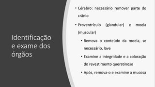 Identificação
e exame dos
órgãos
• Cérebro: necessário remover parte do
crânio
• Proventrículo (glandular) e moela
(muscular)
• Remova o conteúdo da moela, se
necessário, lave
• Examine a integridade e a coloração
do revestimento queratinoso
• Após, remova-o e examine a mucosa
 