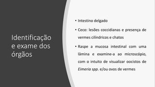 Identificação
e exame dos
órgãos
• Intestino delgado
• Ceco: lesões coccidianas e presença de
vermes cilíndricos e chatos
• Raspe a mucosa intestinal com uma
lâmina e examine-a ao microscópio,
com o intuito de visualizar oocistos de
Eimeria spp. e/ou ovos de vermes
 
