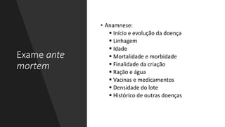 Exame ante
mortem
• Anamnese:
 Início e evolução da doença
 Linhagem
 Idade
 Mortalidade e morbidade
 Finalidade da criação
 Ração e água
 Vacinas e medicamentos
 Densidade do lote
 Histórico de outras doenças
 