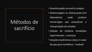 Métodos de
sacrifício
• Desarticulação cervical (a campo)
• Eletrocutagem ou eletrocussão (em
laboratório): pode produzir
hemorragias que prejudicam a
interpretação de achados
• Dióxido de Carbono (condições
experimentais – onerosa)
• Soluções barbitúricas (dose é maior
do que para mamíferos - inviável)
 