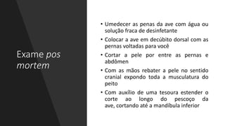 Exame pos
mortem
• Umedecer as penas da ave com água ou
solução fraca de desinfetante
• Colocar a ave em decúbito dorsal com as
pernas voltadas para você
• Cortar a pele por entre as pernas e
abdômen
• Com as mãos rebater a pele no sentido
cranial expondo toda a musculatura do
peito
• Com auxílio de uma tesoura estender o
corte ao longo do pescoço da
ave, cortando até a mandíbula inferior
 